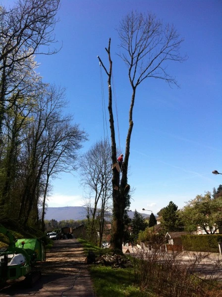 Démontage d'un gros frêne avec rétention des branches