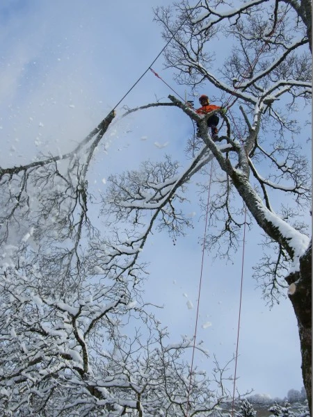 Démontage avec rétention des branches