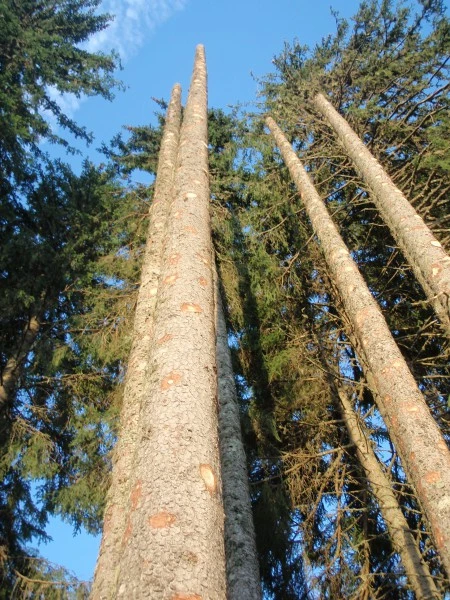 abattage d’arbres