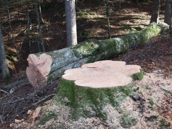 abattage d’arbres Saint-Amour